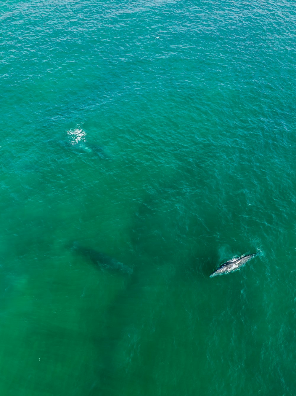 a group of dolphins swimming in the ocean