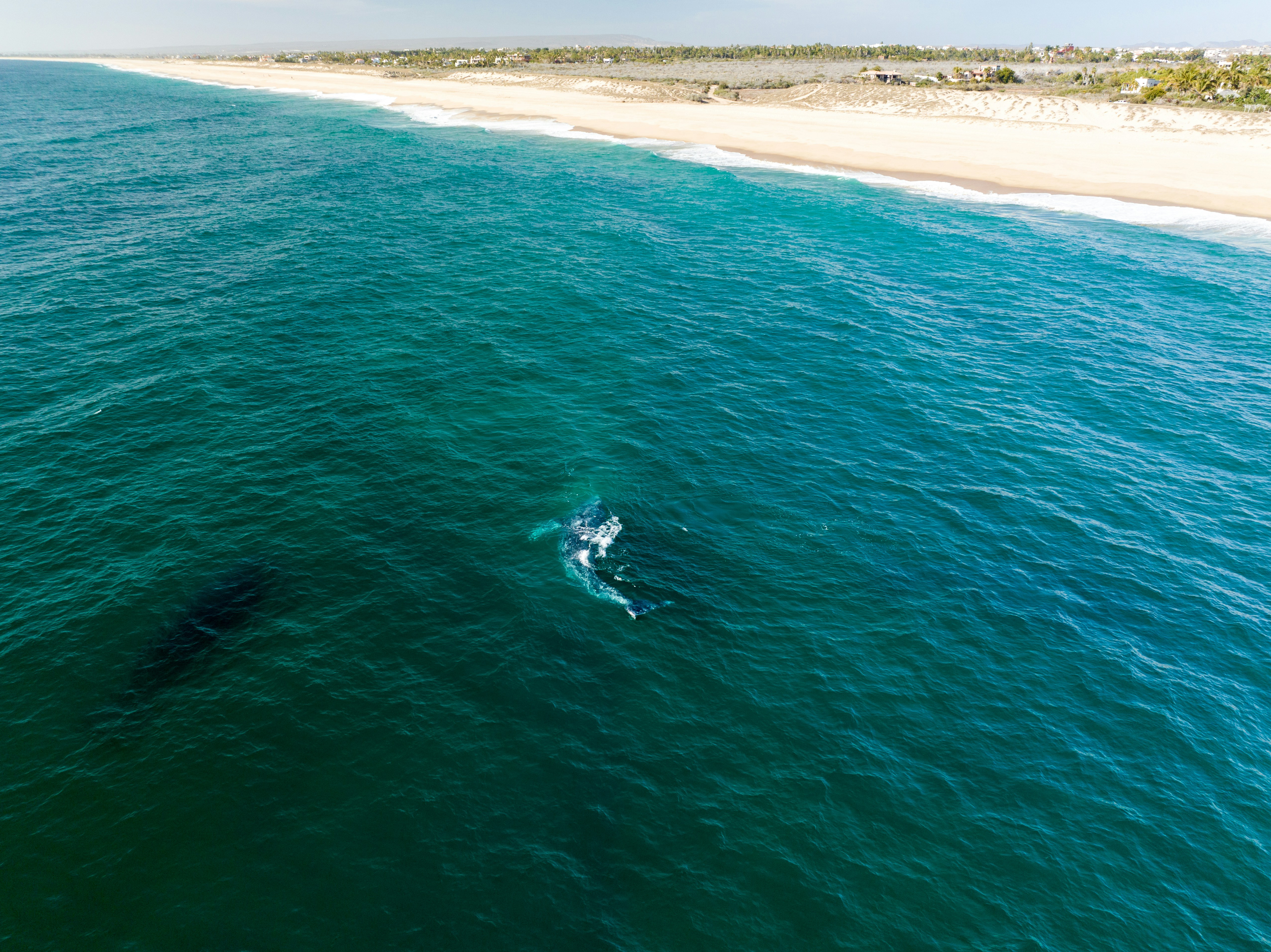 Mind-Blowing Ocean Trivia: Discover Fascinating Facts About Our Oceans