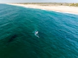 Aerial view of a vast ocean with a deep blue-green color. Near the center, a large marine animal appears to be surfacing, creating white frothy waves around it. The coastline is visible in the distance with a sandy beach stretching the length of the shore, bordered by green vegetation.