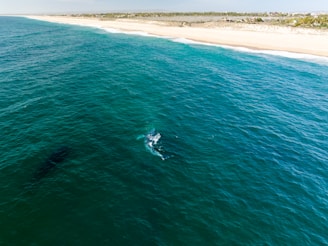 Aerial view of a vast ocean with a deep blue-green color. Near the center, a large marine animal appears to be surfacing, creating white frothy waves around it. The coastline is visible in the distance with a sandy beach stretching the length of the shore, bordered by green vegetation.