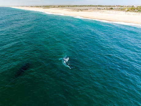 Aerial view of a vast ocean with a deep blue-green color. Near the center, a large marine animal appears to be surfacing, creating white frothy waves around it. The coastline is visible in the distance with a sandy beach stretching the length of the shore, bordered by green vegetation.