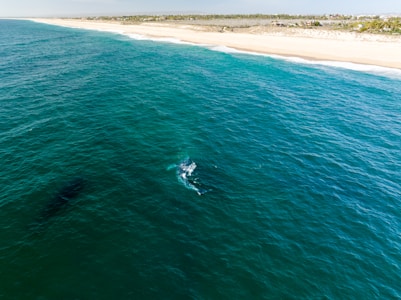 Aerial view of a vast ocean with a deep blue-green color. Near the center, a large marine animal appears to be surfacing, creating white frothy waves around it. The coastline is visible in the distance with a sandy beach stretching the length of the shore, bordered by green vegetation.