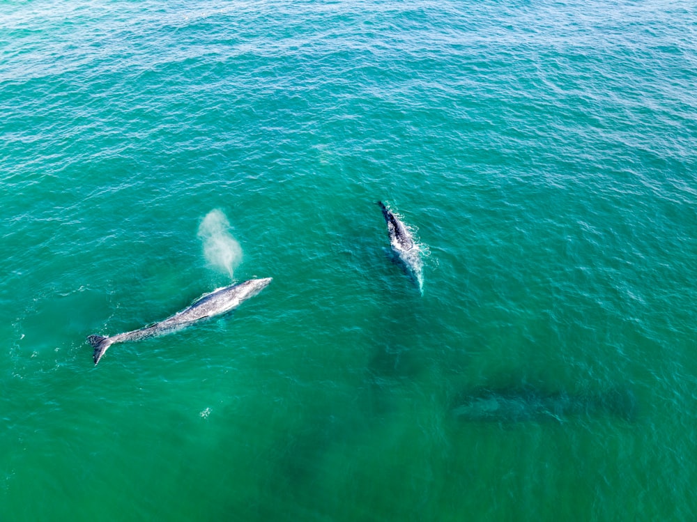 a couple of dolphins swimming in the ocean