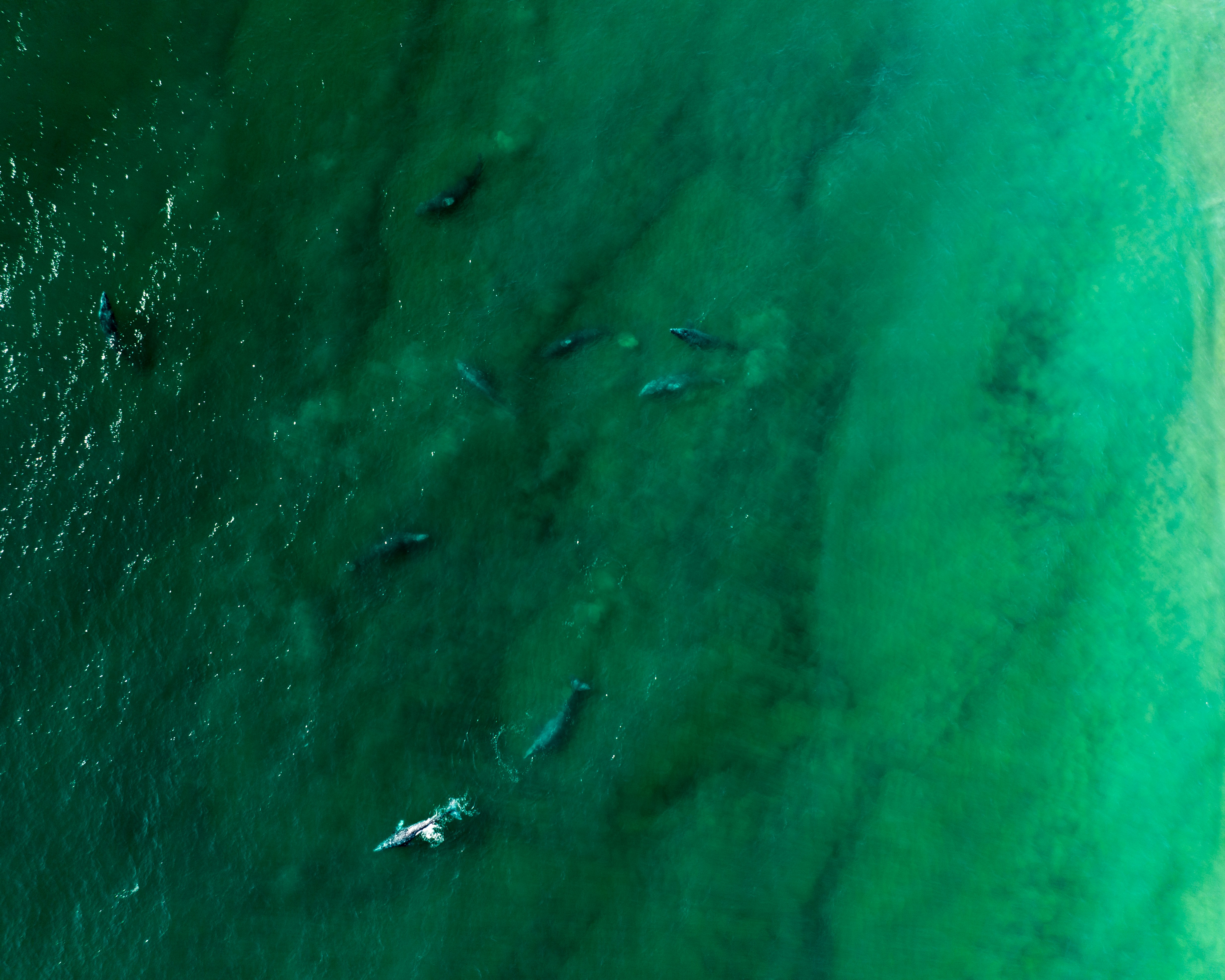 a group of people in the water with surfboards, 
