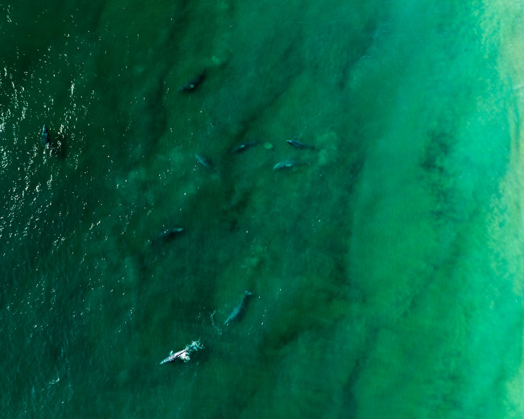 a group of people in the water with surfboards,