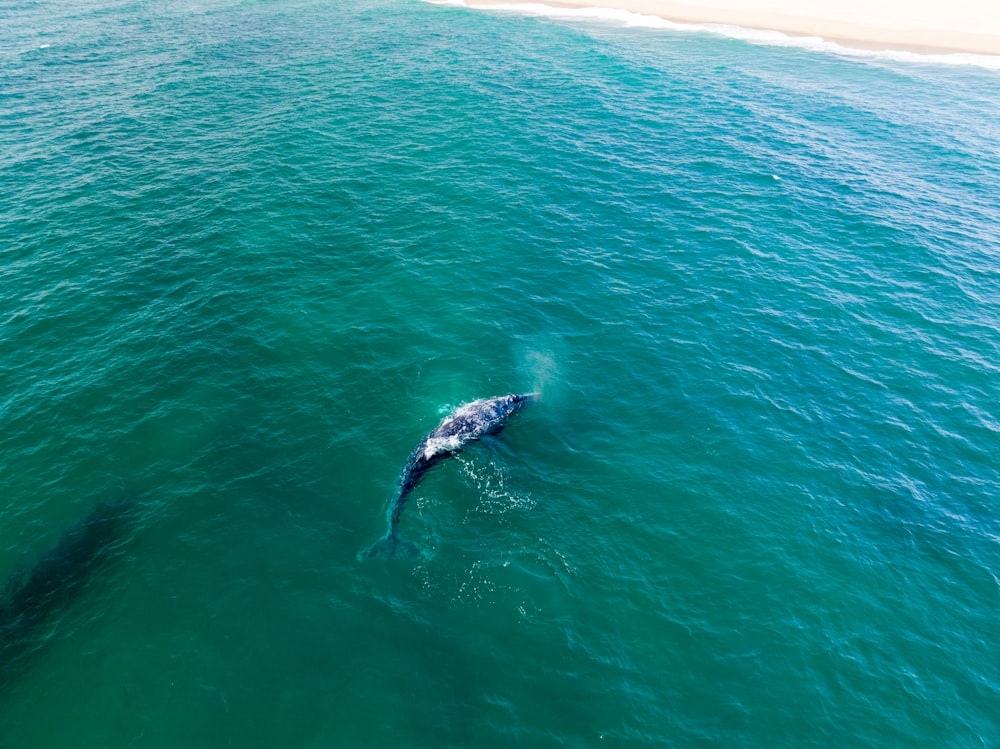 a dolphin swimming in the ocean near a beach