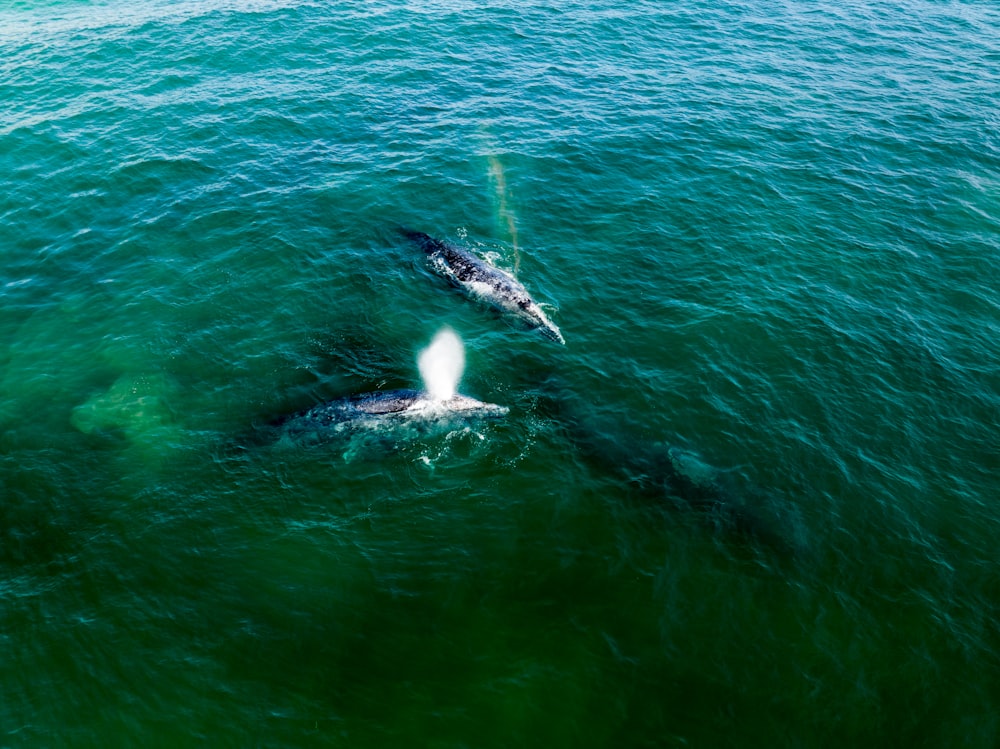 a couple of dolphins swimming in the ocean