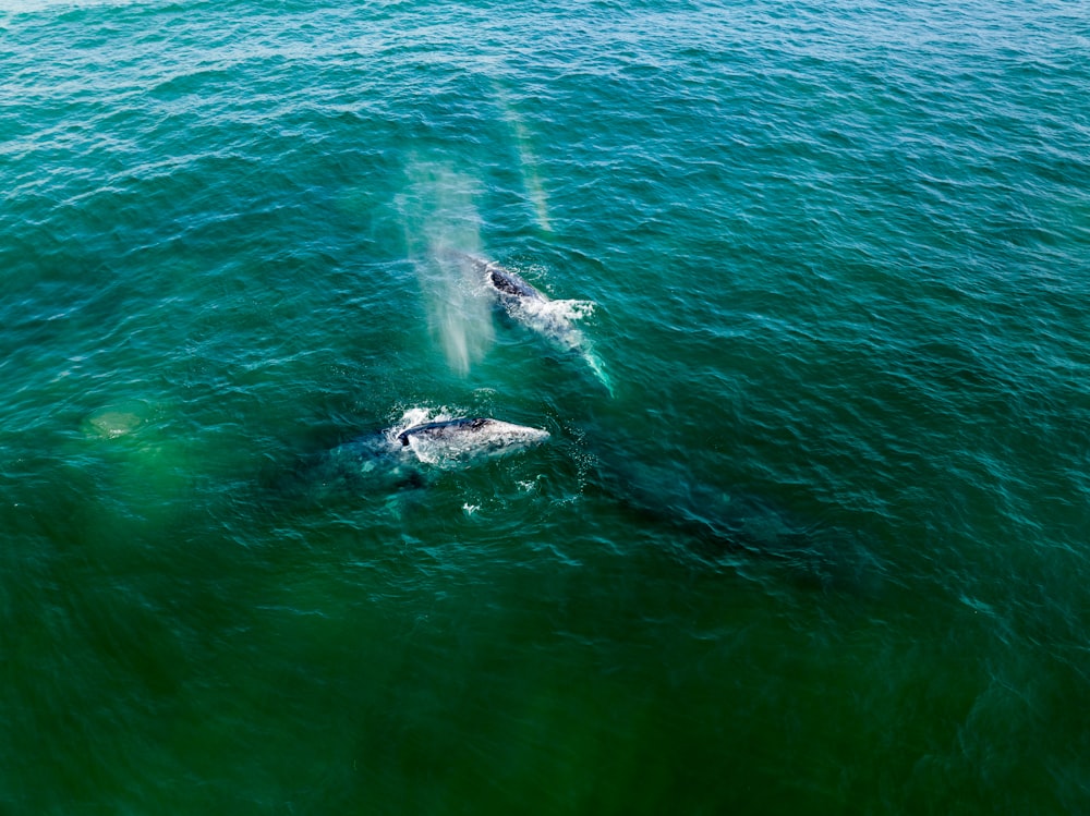 a couple of dolphins swimming in the ocean