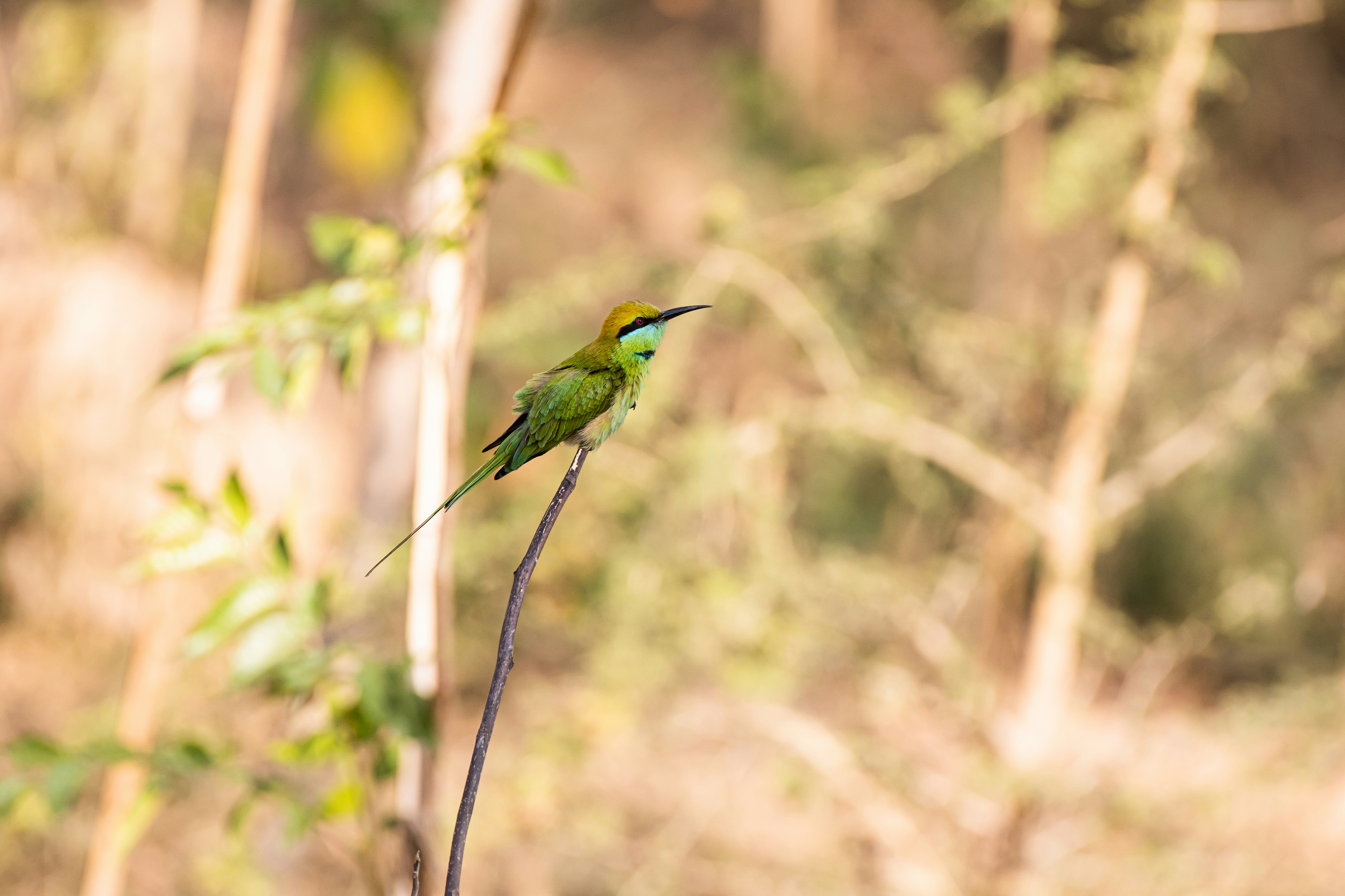 Photo by thehimalayanpanda