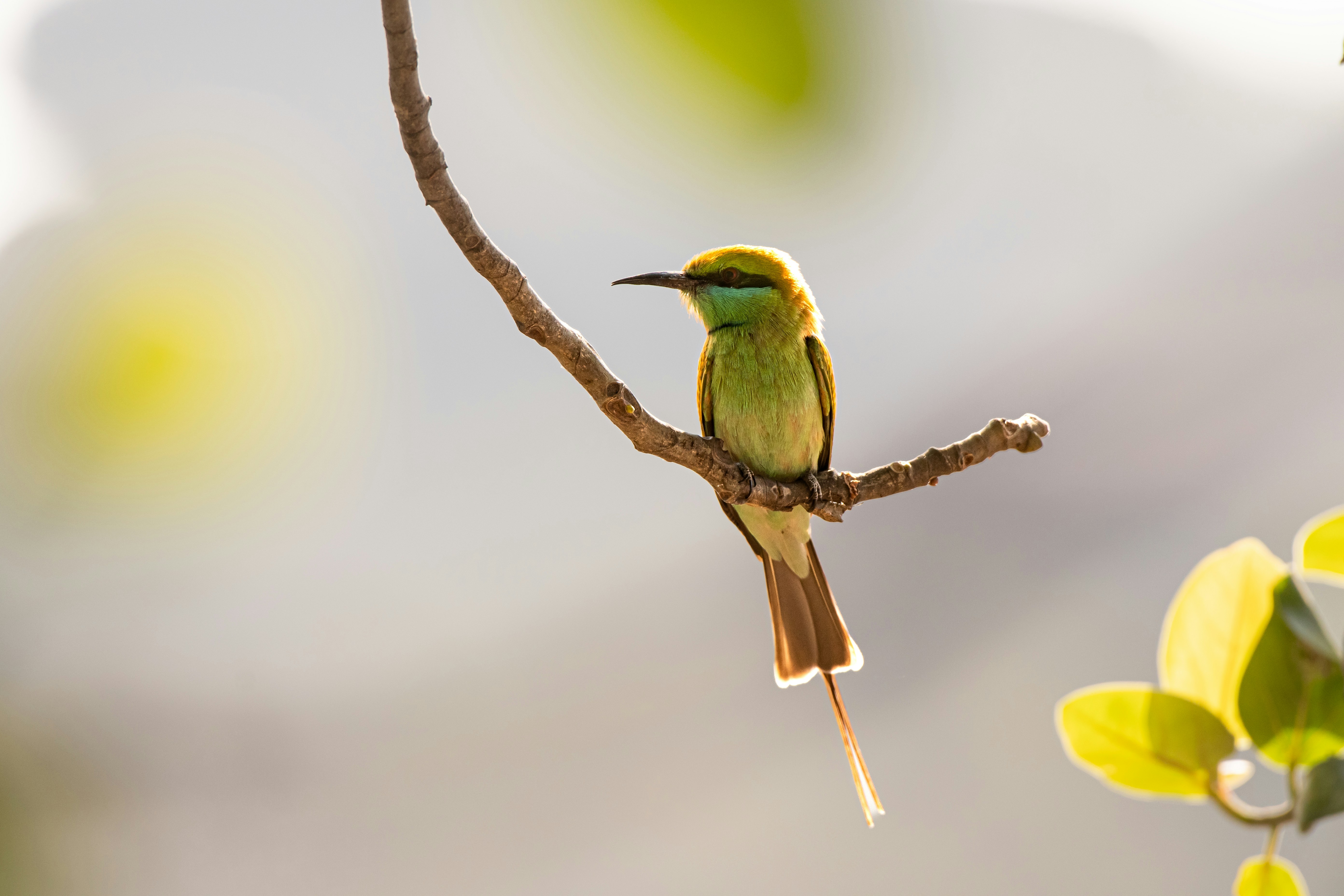 Photo by thehimalayanpanda