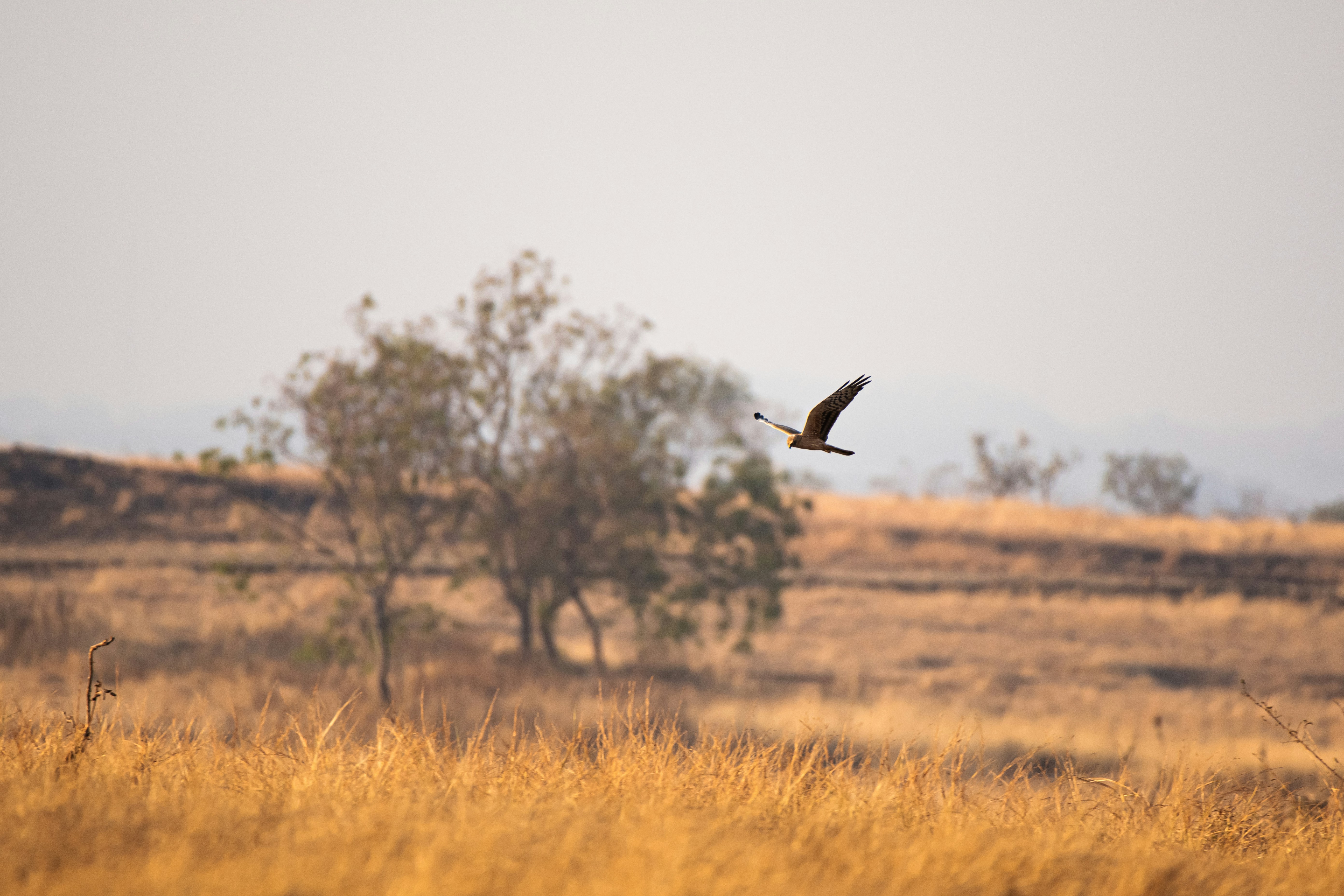 Photo by thehimalayanpanda