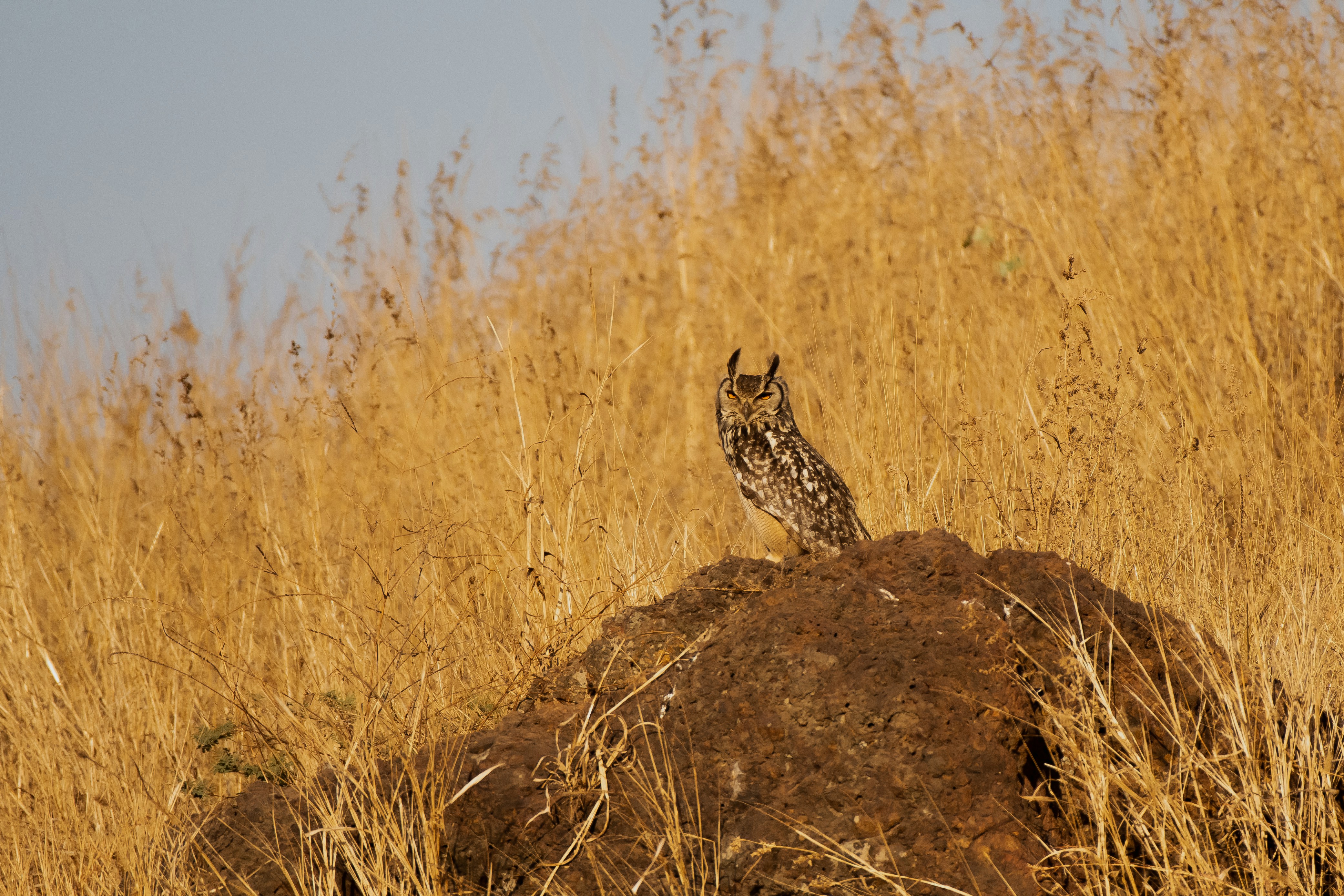 Photo by thehimalayanpanda