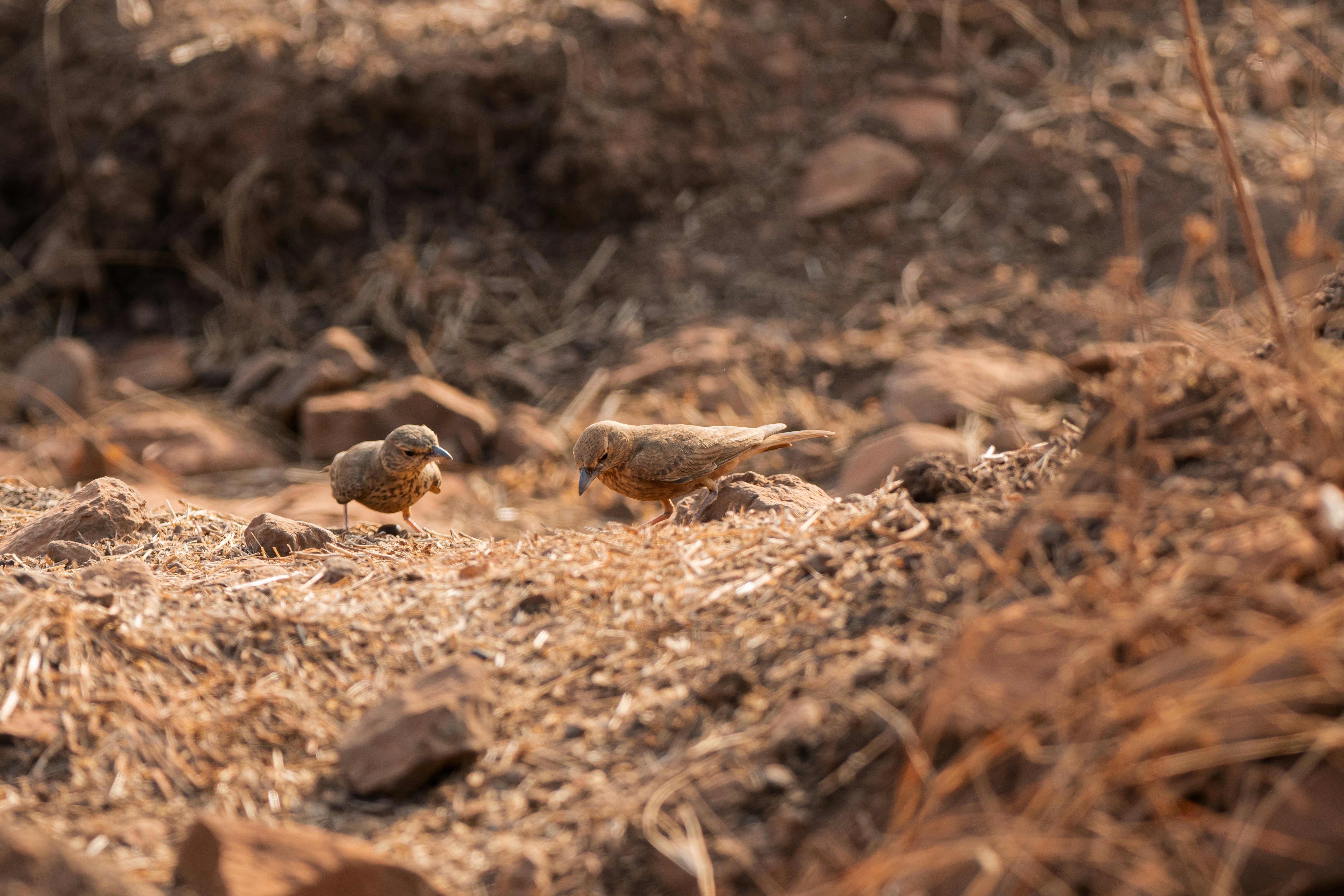 Photo by thehimalayanpanda