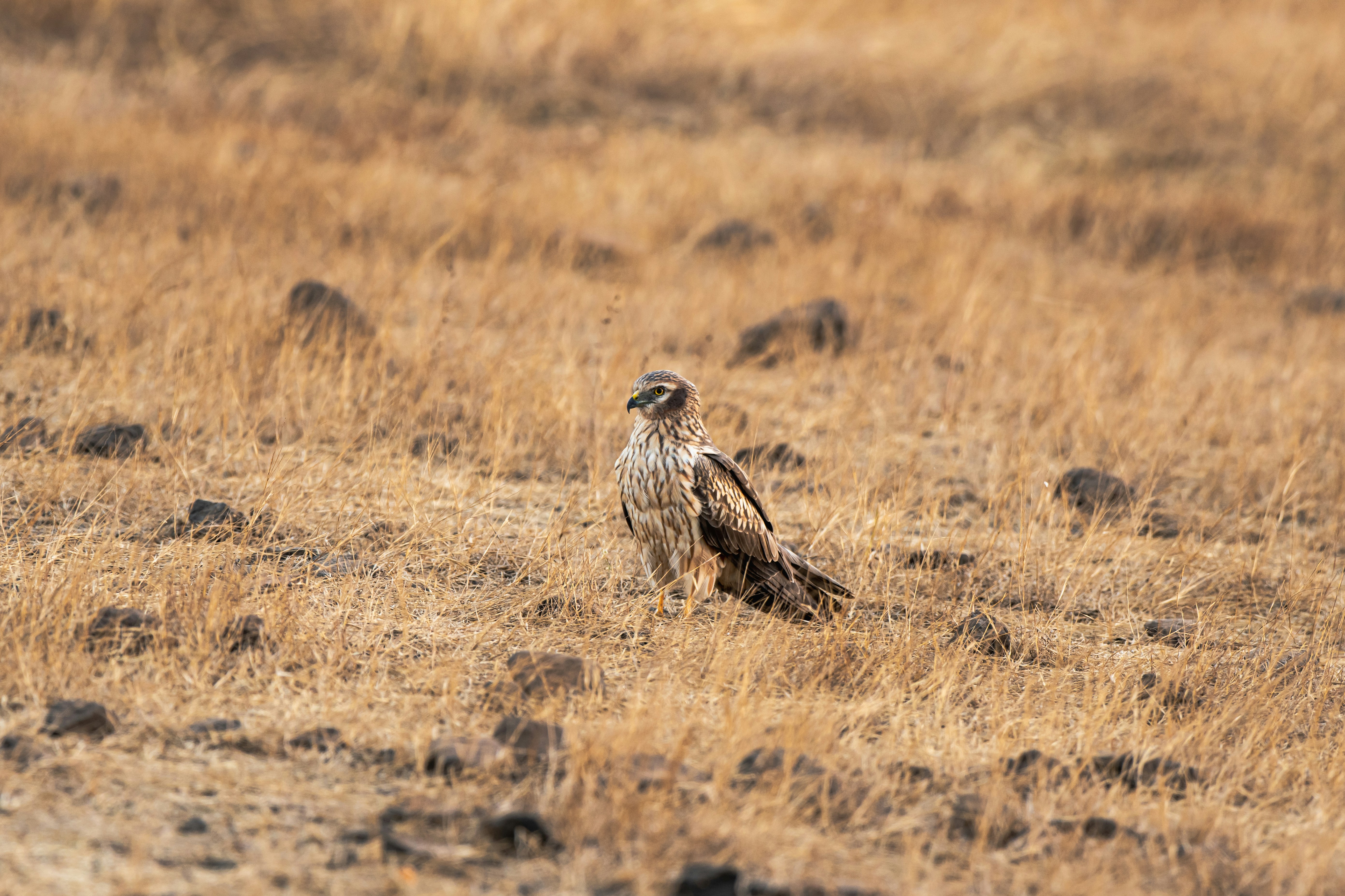 Photo by thehimalayanpanda