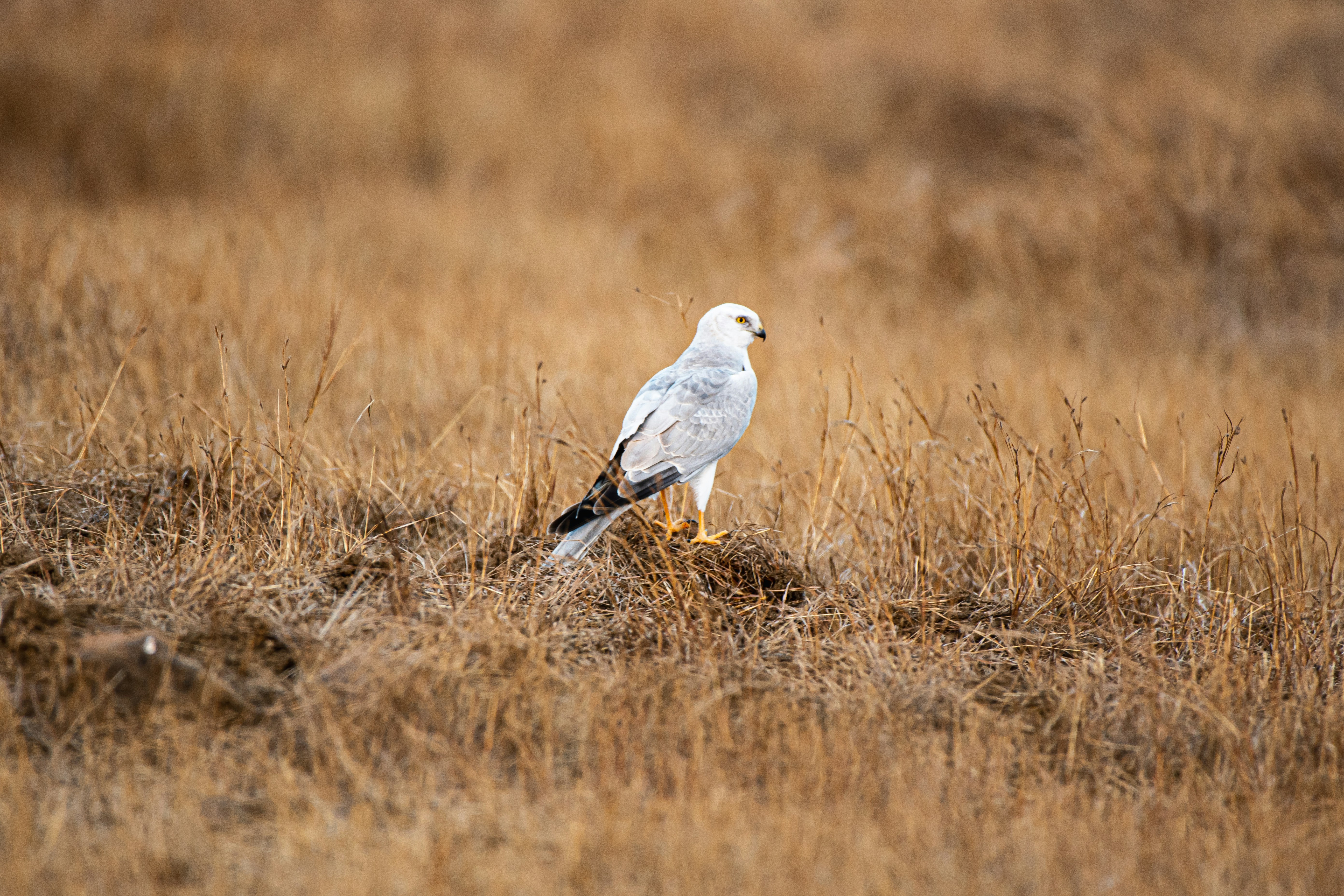 Photo by thehimalayanpanda