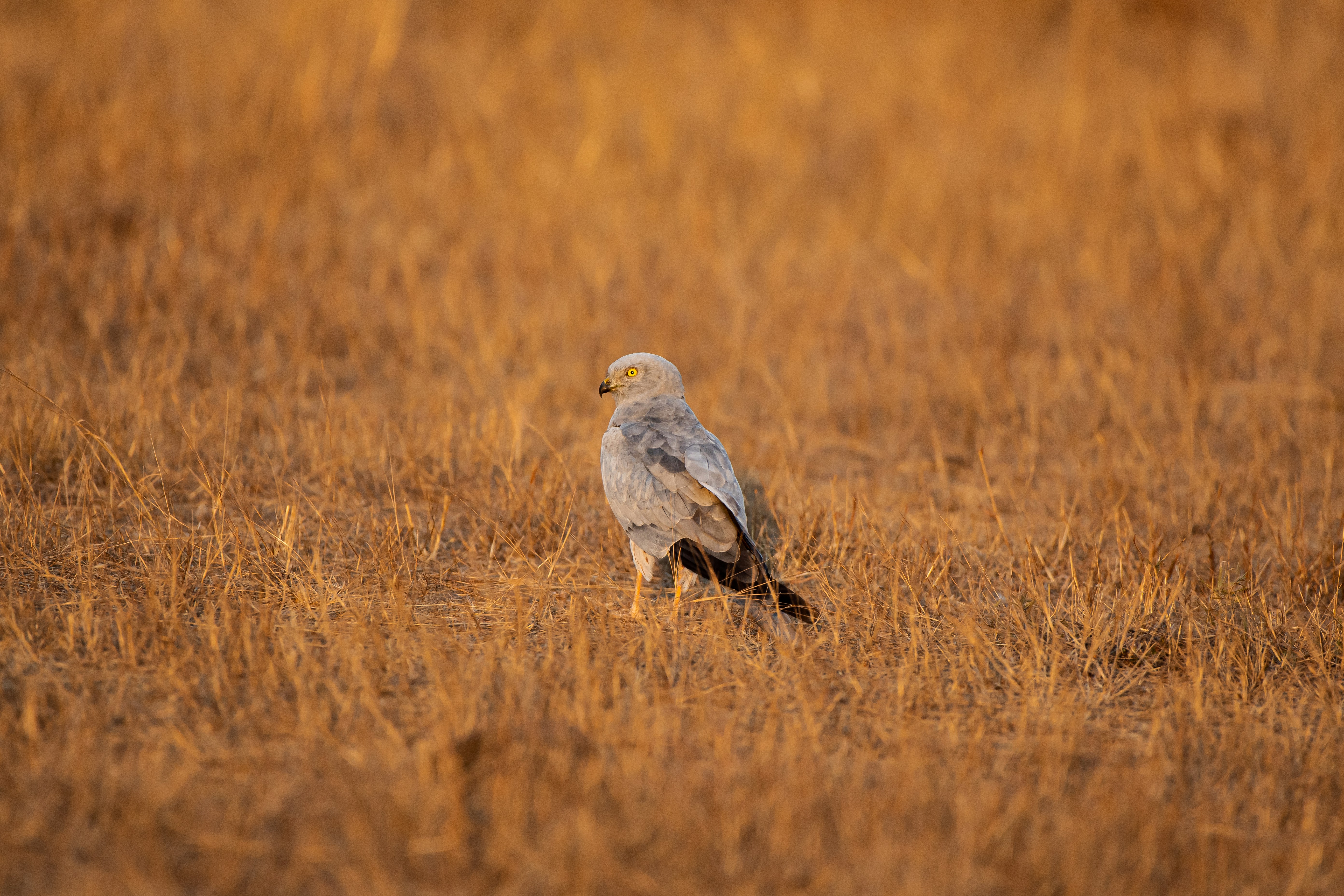 Photo by thehimalayanpanda