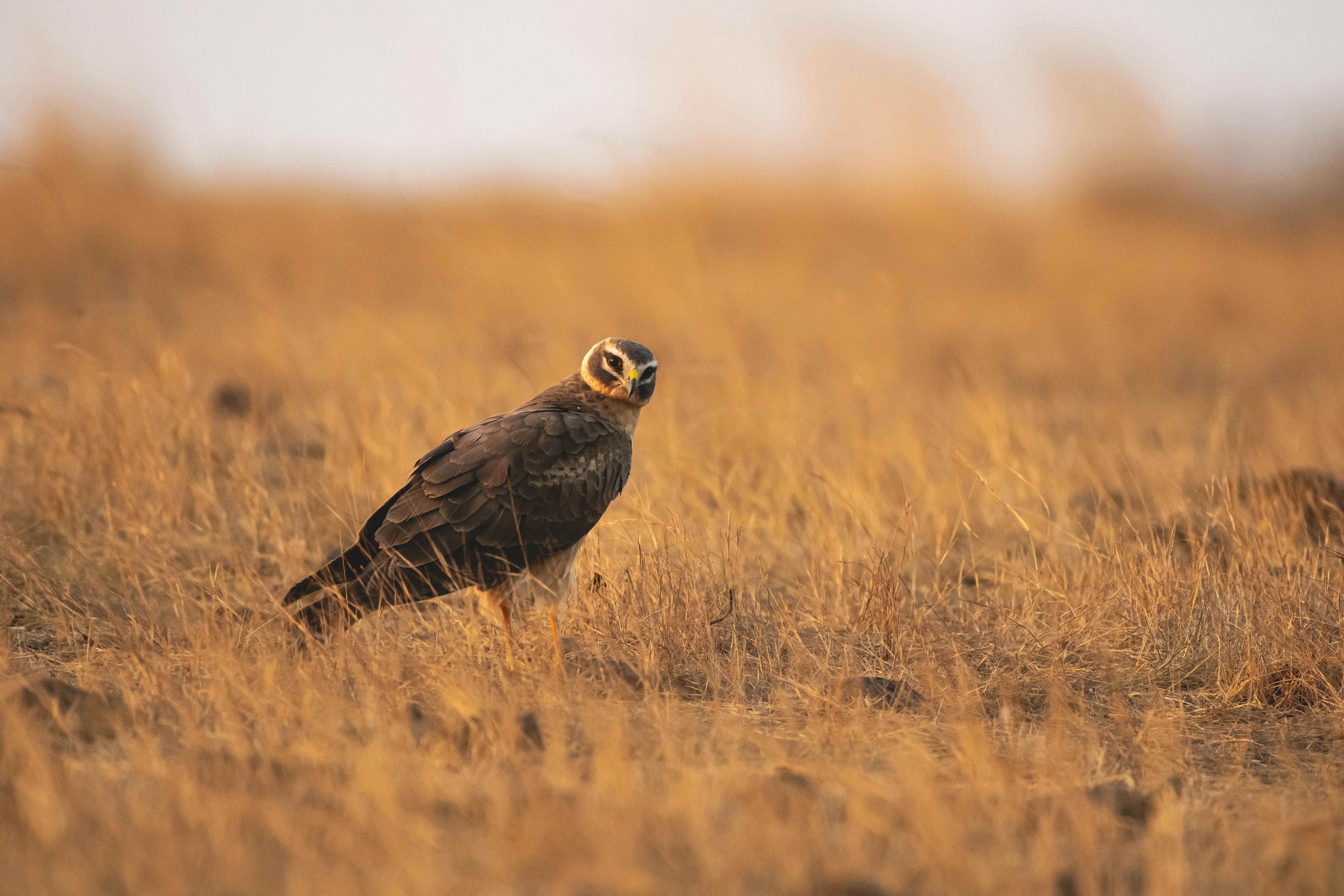 Photo by thehimalayanpanda