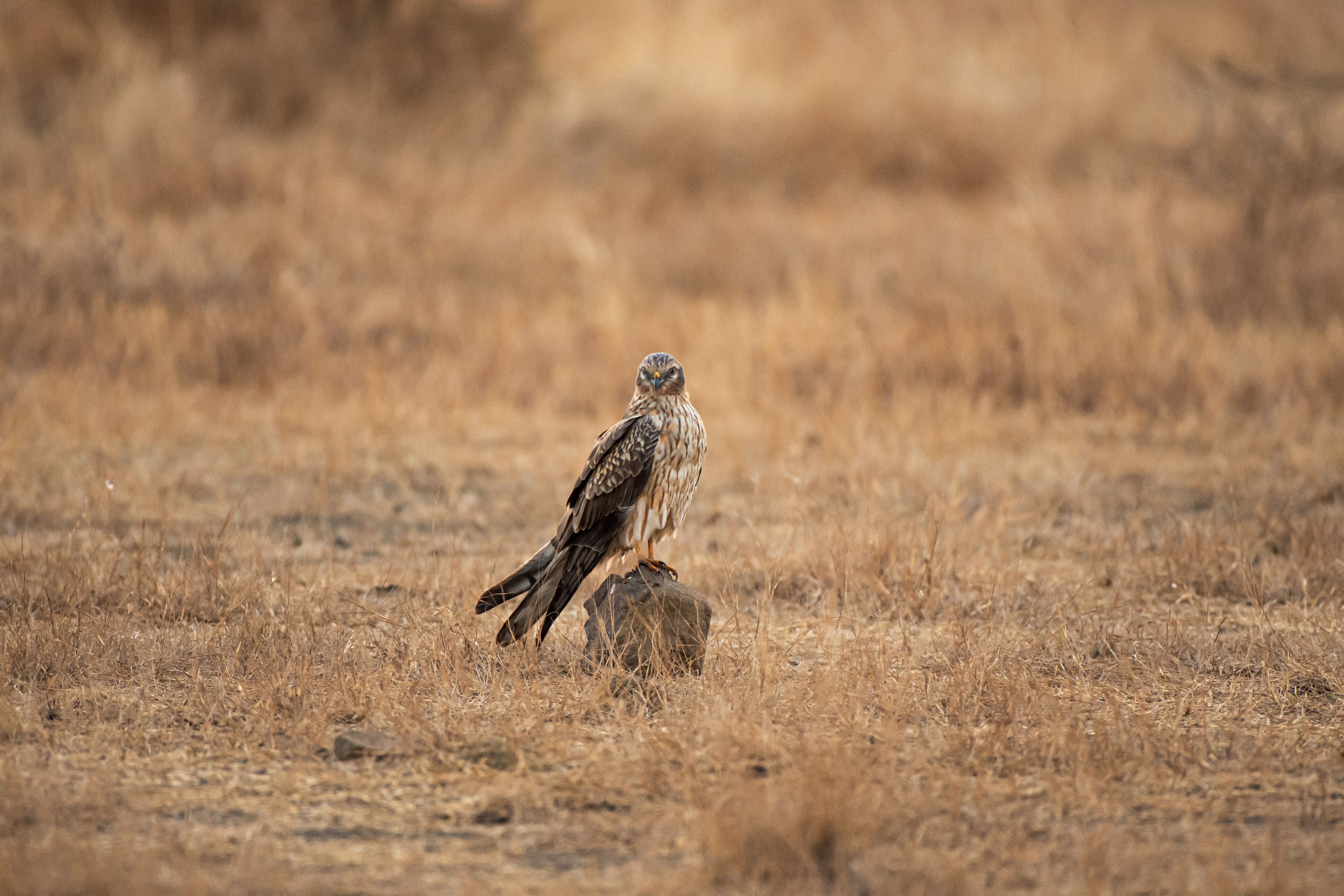 Photo by thehimalayanpanda