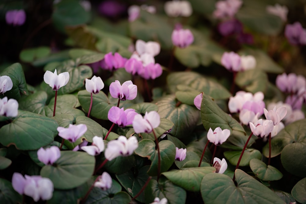 a bunch of flowers that are in the grass