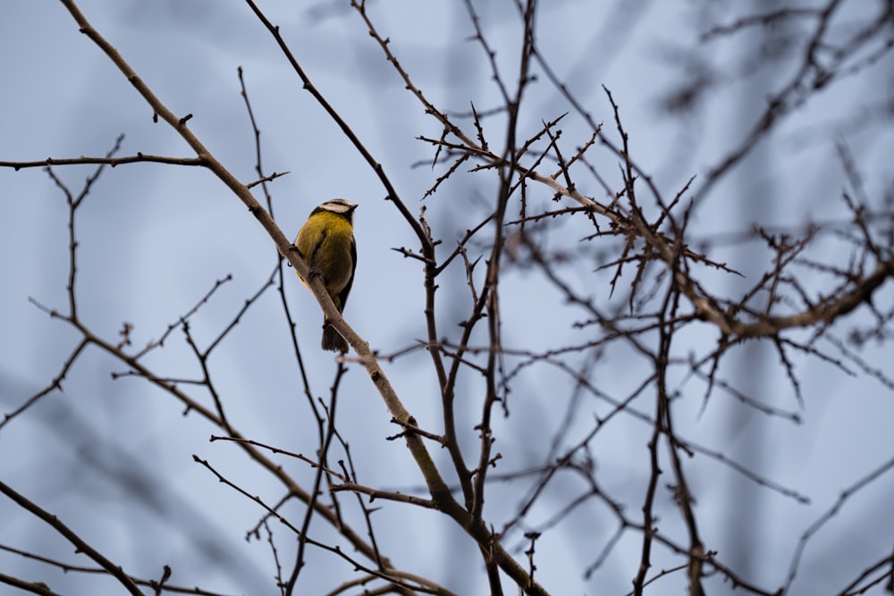 a small yellow bird perched on top of a tree branch