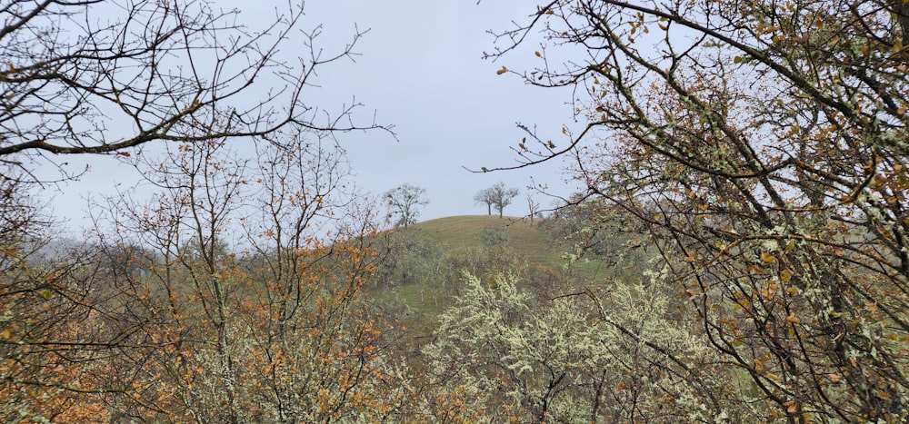 a grassy hill with trees and bushes in the foreground