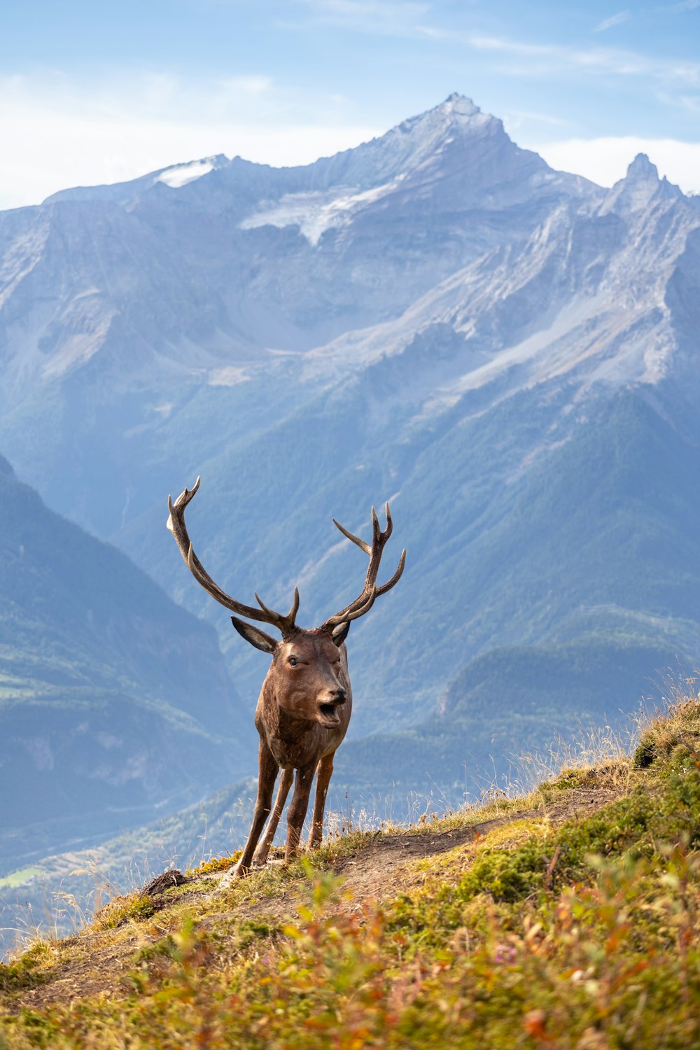 a deer standing on top of a grass covered hillside