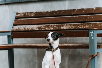 Close-up of a stylish dog leash and collar set from Enzo Collars on a wooden bench.
