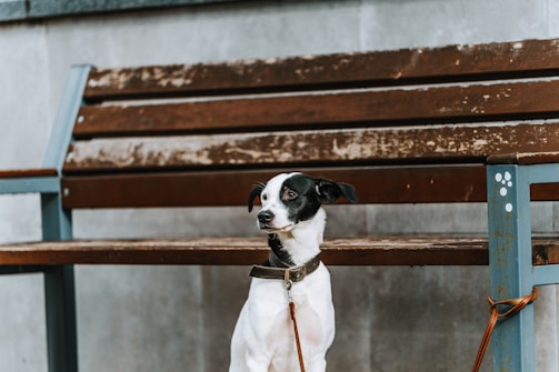 Close-up of a stylish dog collar and lead set resting on a rustic wooden bench.