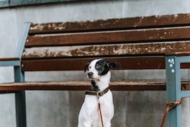 A small dog with a black and white coat is sitting in front of a weathered wooden bench. The dog is on a leash and is wearing a brown collar. The bench has a metal frame and is placed against a stone or concrete wall.