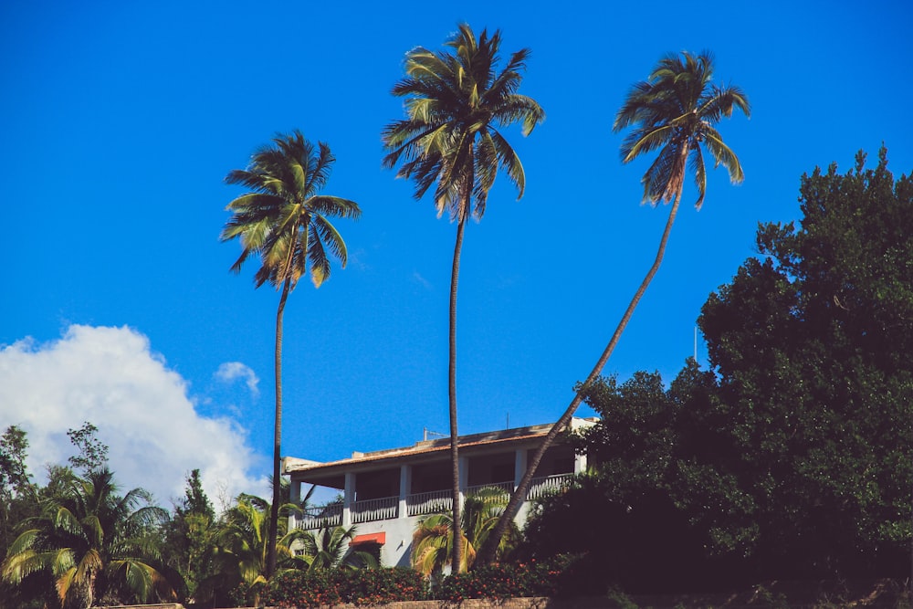 a house on a hill with palm trees in front of it