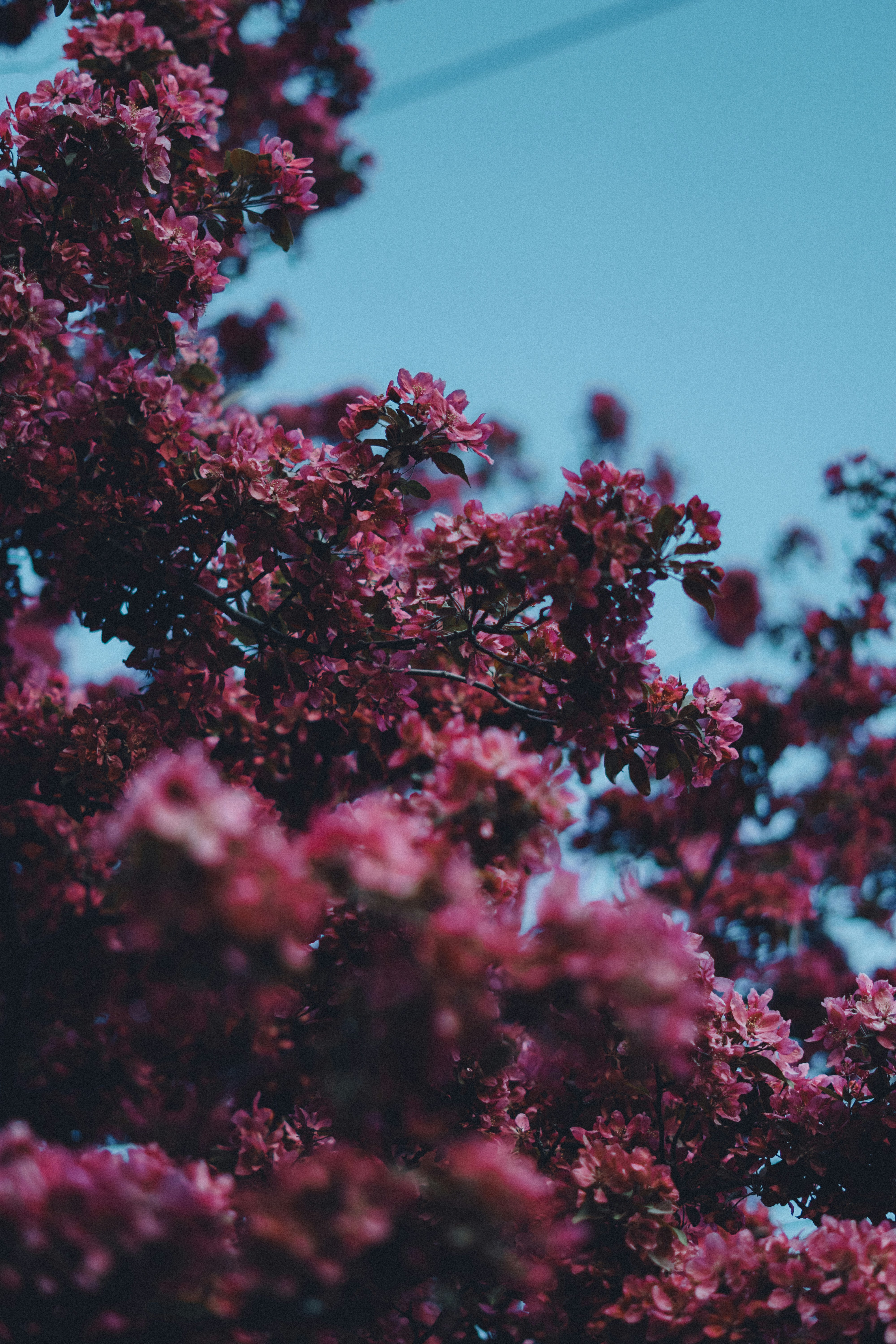 Photo by ayushpappini