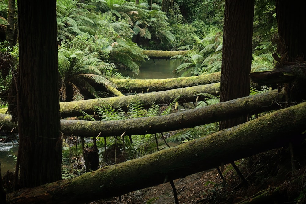 a lush green forest filled with lots of trees