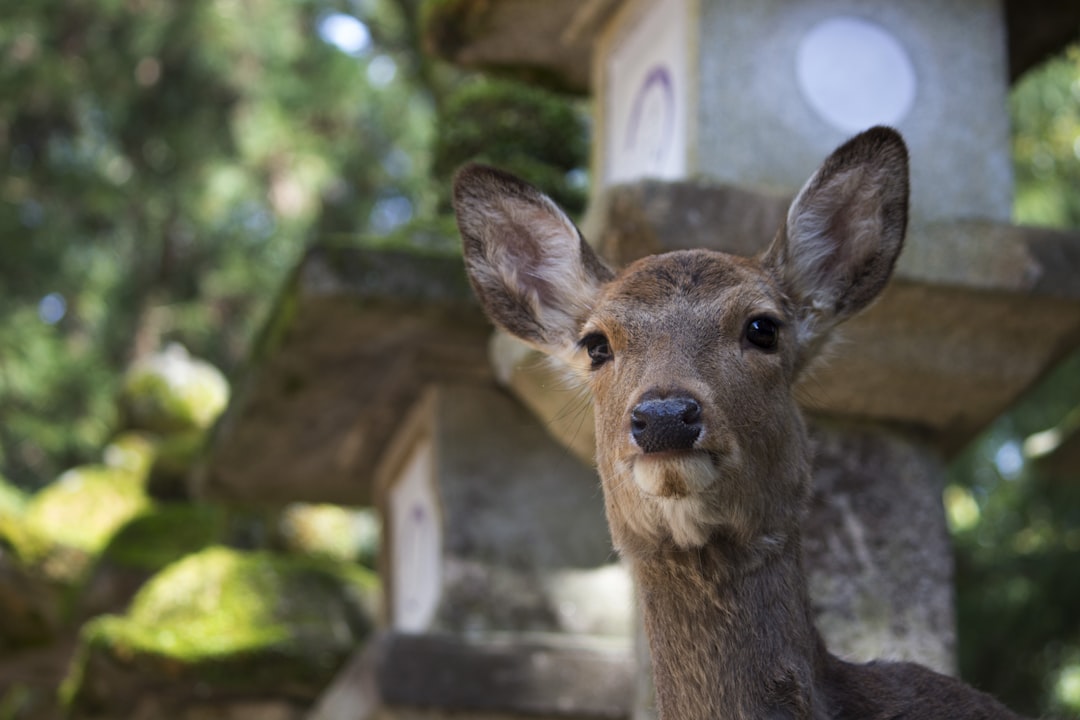 A Hidden Gem Exploring Nara's Sacred Deer Park Beyond Kyoto's Touri… — A Hidden Gem Exploring Nara's Sacred
