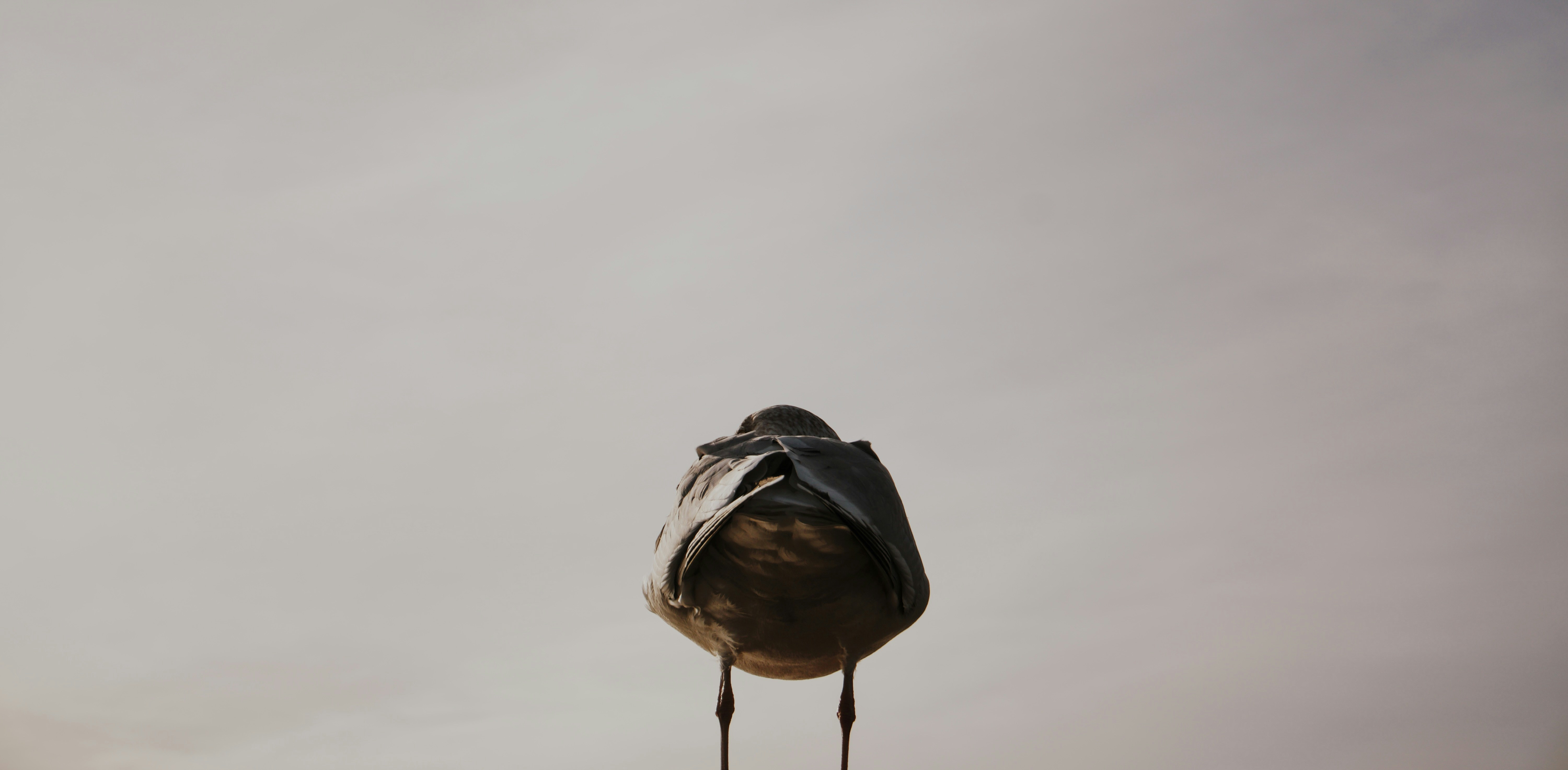 a bird standing on top of a wooden post