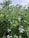 Clusters of ripening blueberries are nestled among vibrant green leaves. The foliage is dense, and the berries range in color from light green to deep blue, suggesting different stages of ripeness on the branches. The sky appears overcast, casting a soft light on the scene.