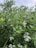 Clusters of ripening blueberries are nestled among vibrant green leaves. The foliage is dense, and the berries range in color from light green to deep blue, suggesting different stages of ripeness on the branches. The sky appears overcast, casting a soft light on the scene.