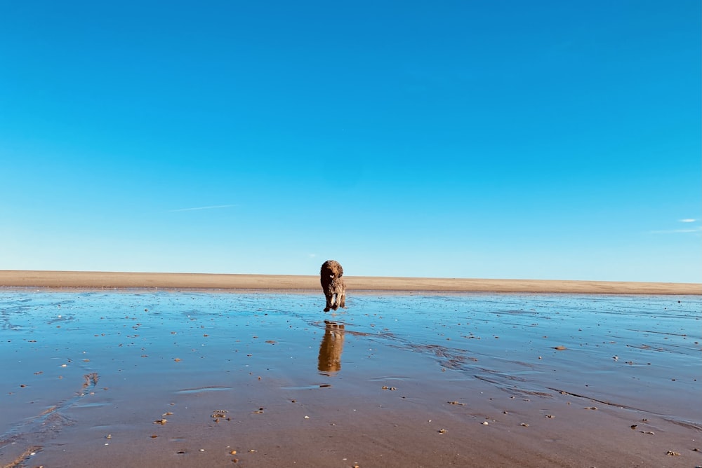 a lone animal walking across a wet beach