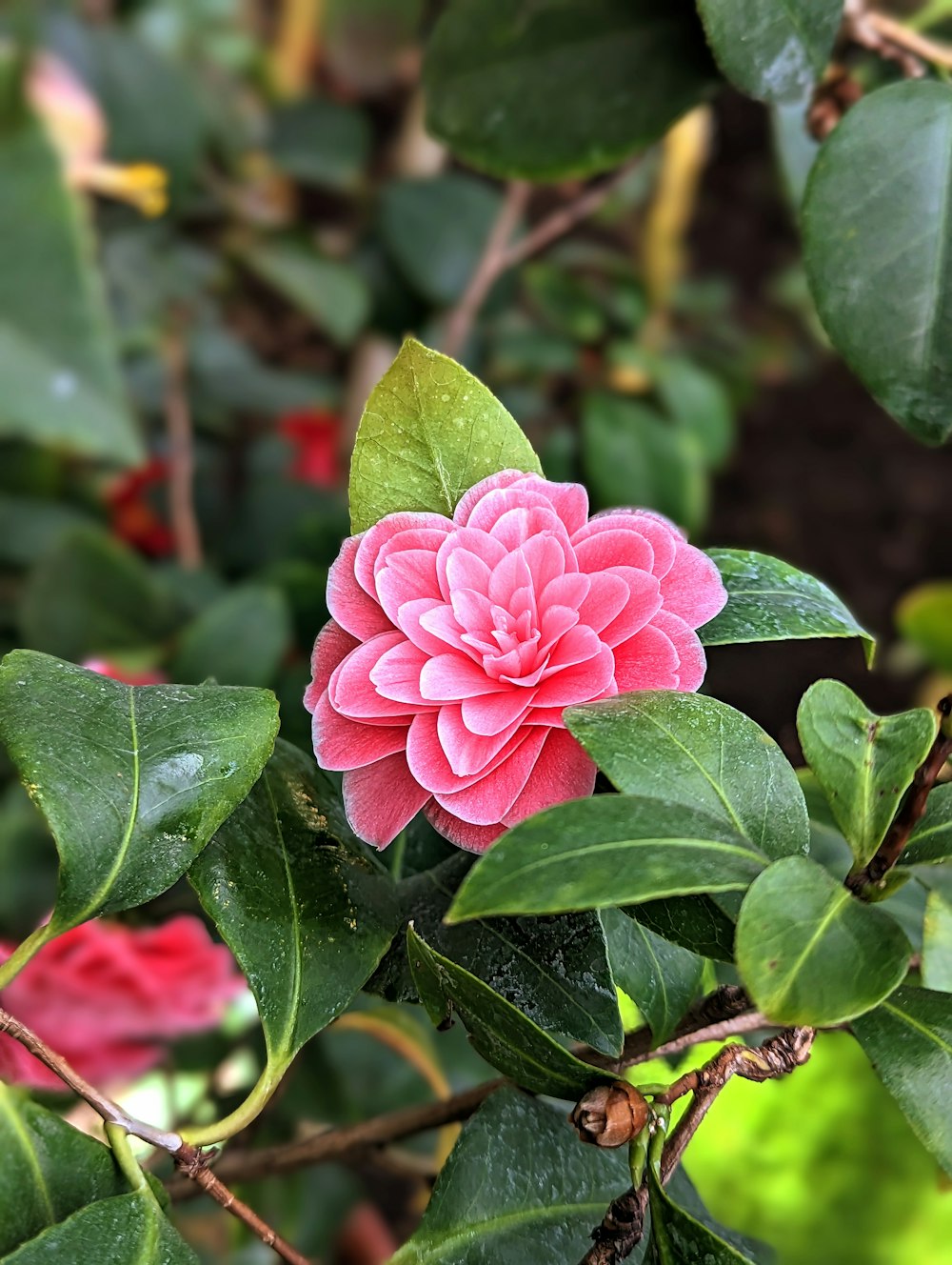 a pink flower with green leaves on a tree