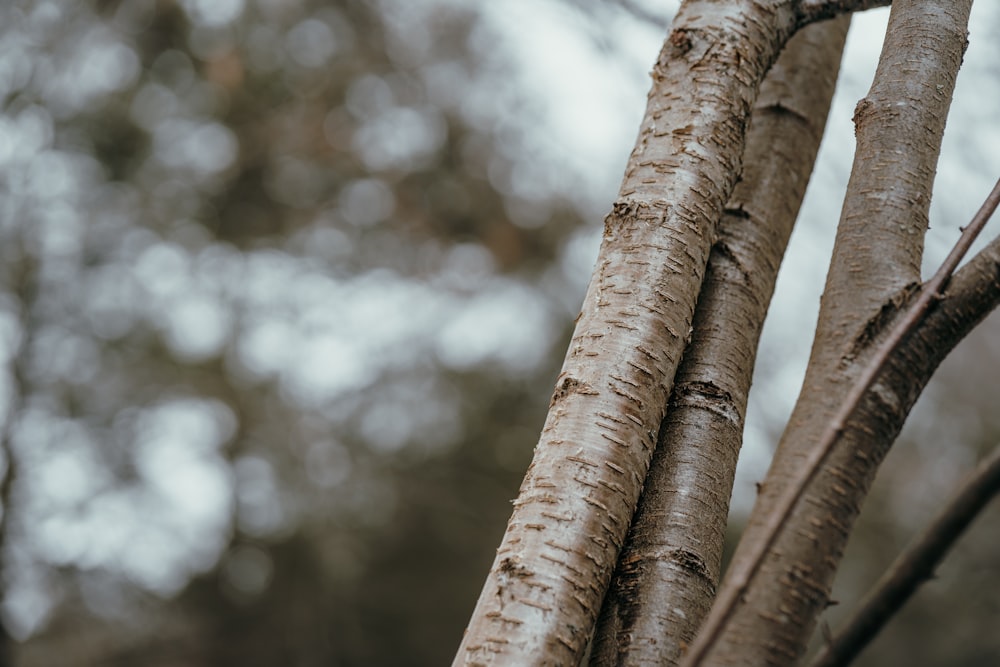 a close up of the bark of a tree