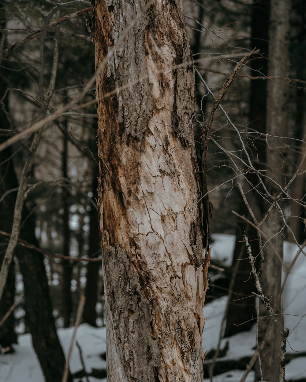 a tree that is standing in the snow