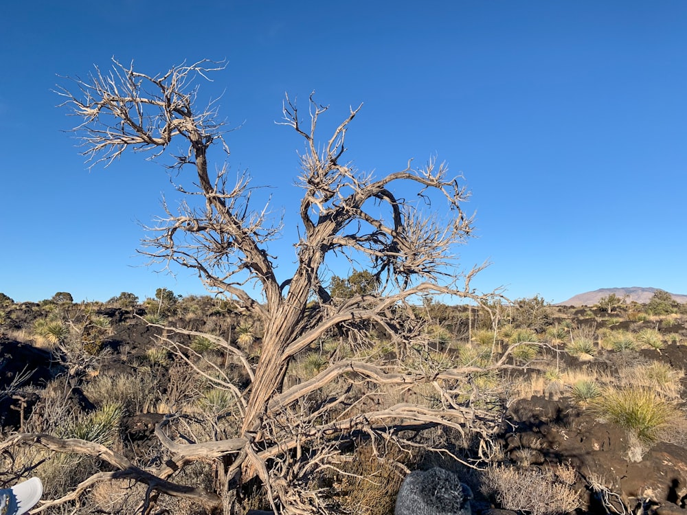 uma árvore morta no meio de um deserto