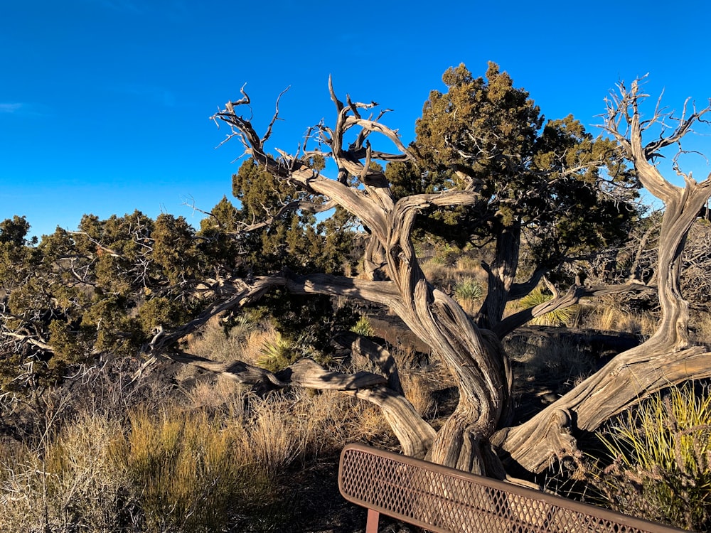 a bench sitting in the middle of a forest