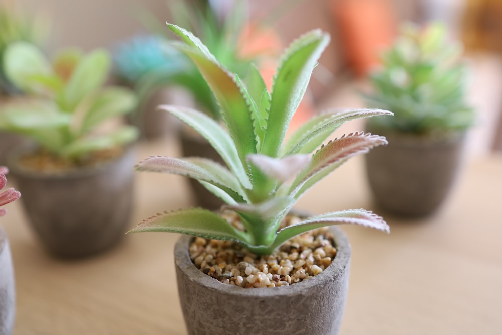 a group of potted plants sitting on top of a wooden table