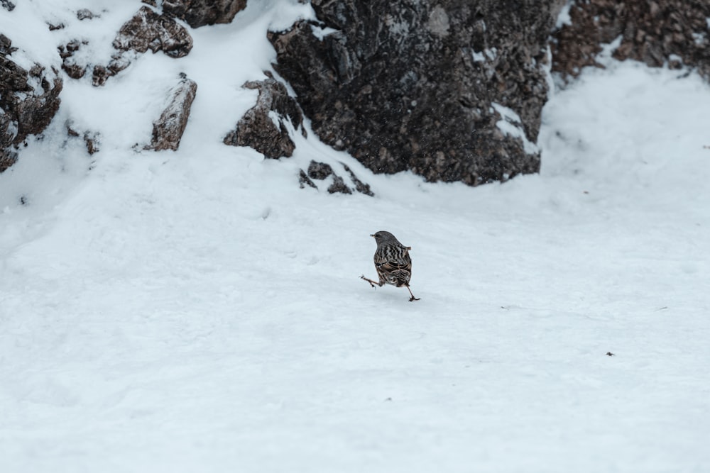 a bird is standing in the snow near rocks