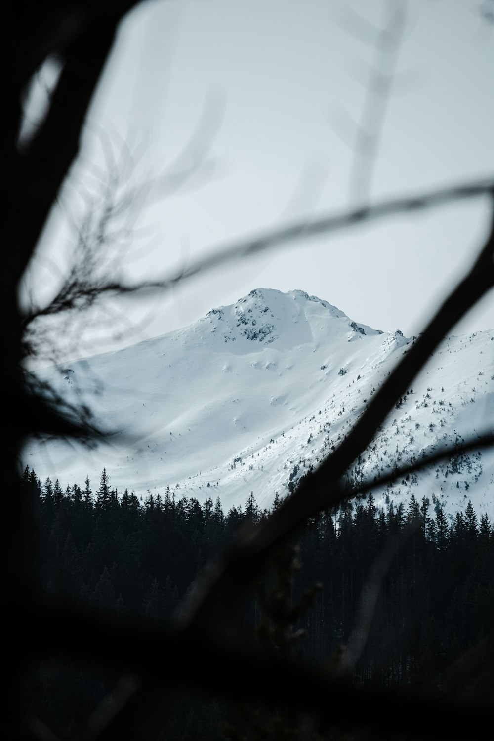 a snowy mountain with trees in the foreground