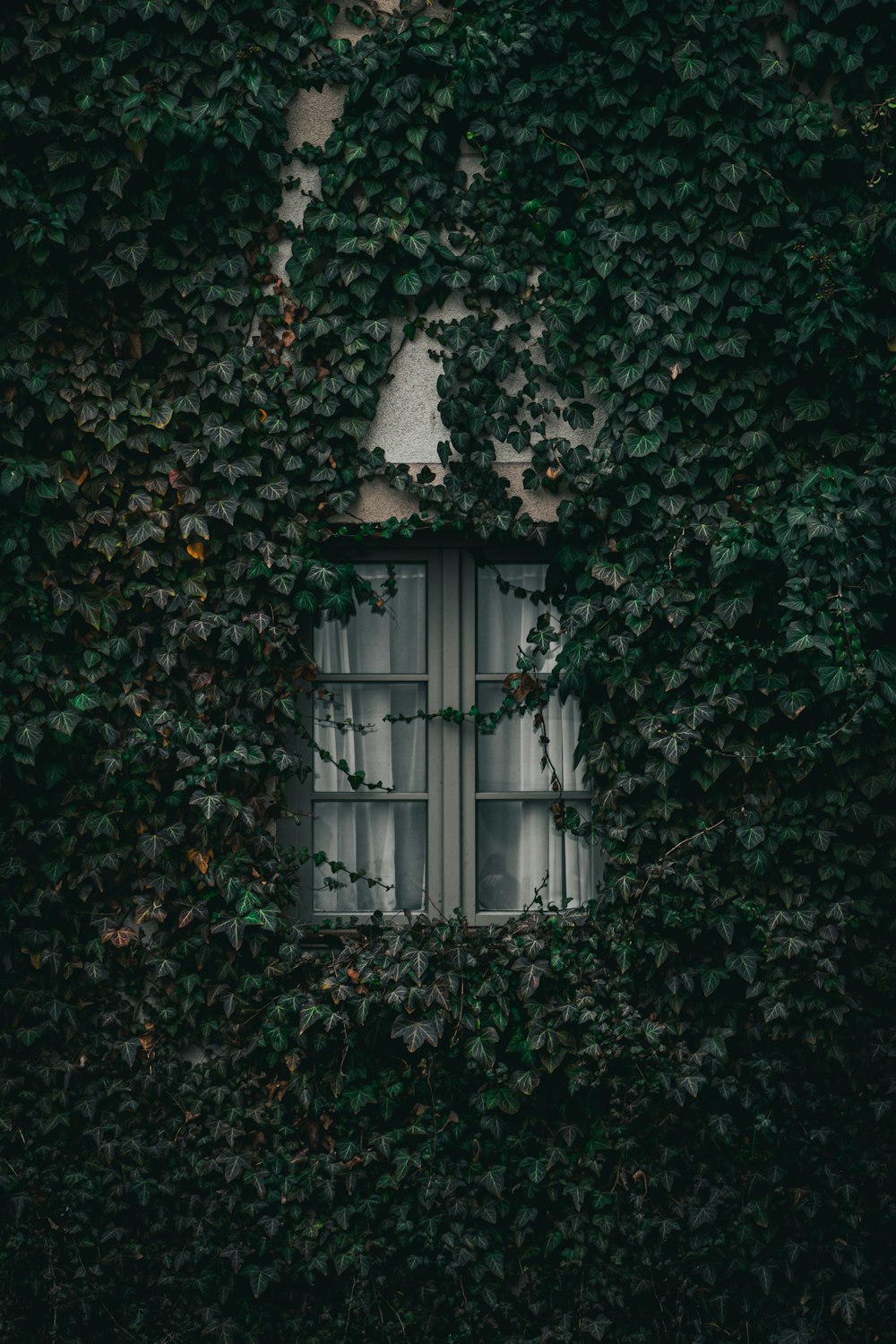 a window covered in green ivy next to a building