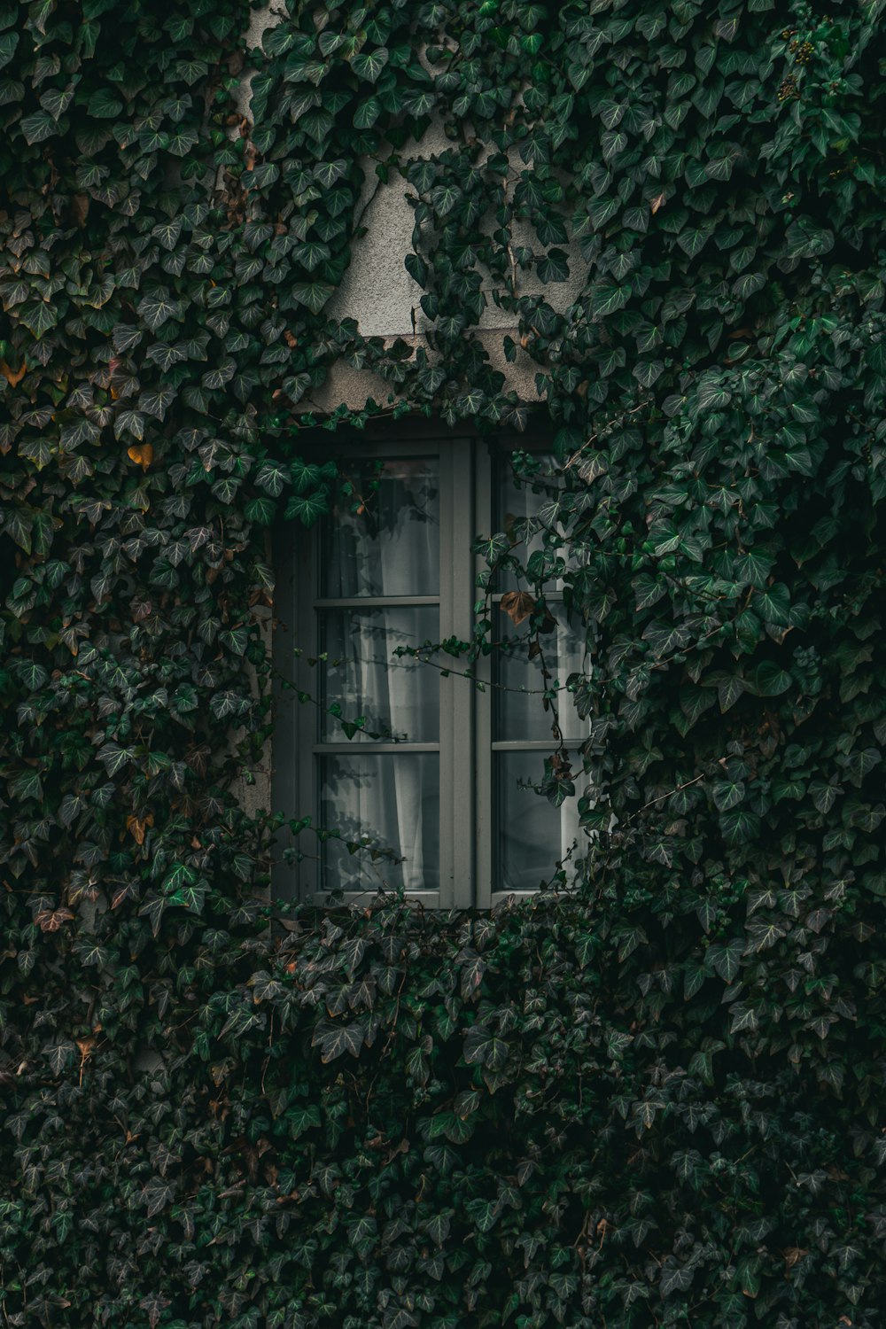 a window covered in green ivy next to a building