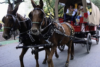 Two horses are harnessed to a covered carriage, pulling it along a street. In the carriage, there are three people wearing cowboy hats and colorful attire. The background features trees and a fenced sidewalk area.