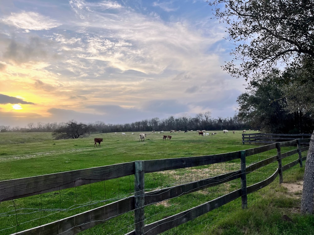 a herd of cattle grazing on a lush green field