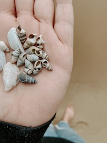 A hand is holding a collection of small seashells of various shapes and patterns. The background appears to be a sandy beach with a blurred view of a person's foot.